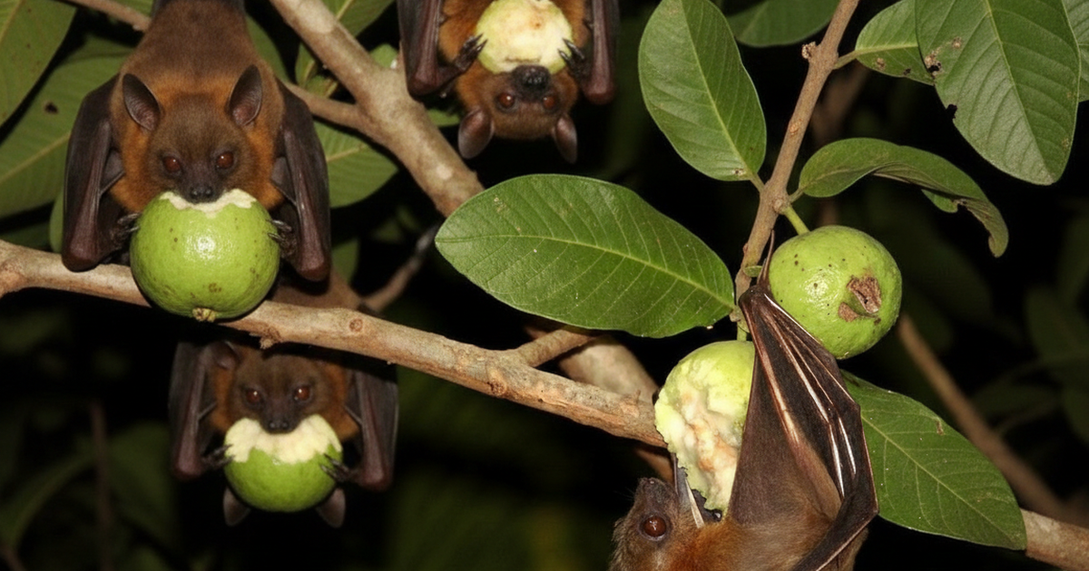 Virus Nipah: Lây lan nhanh, ủ bệnh kéo dài, phòng bệnh nhưng không nên hoang mang