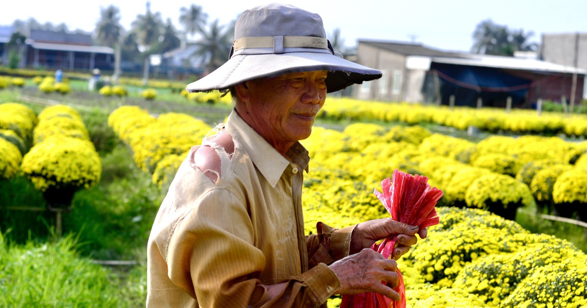 Bí mật đằng sau sợi dây màu đỏ trên chậu hoa tết nở sớm ở Chợ Lách