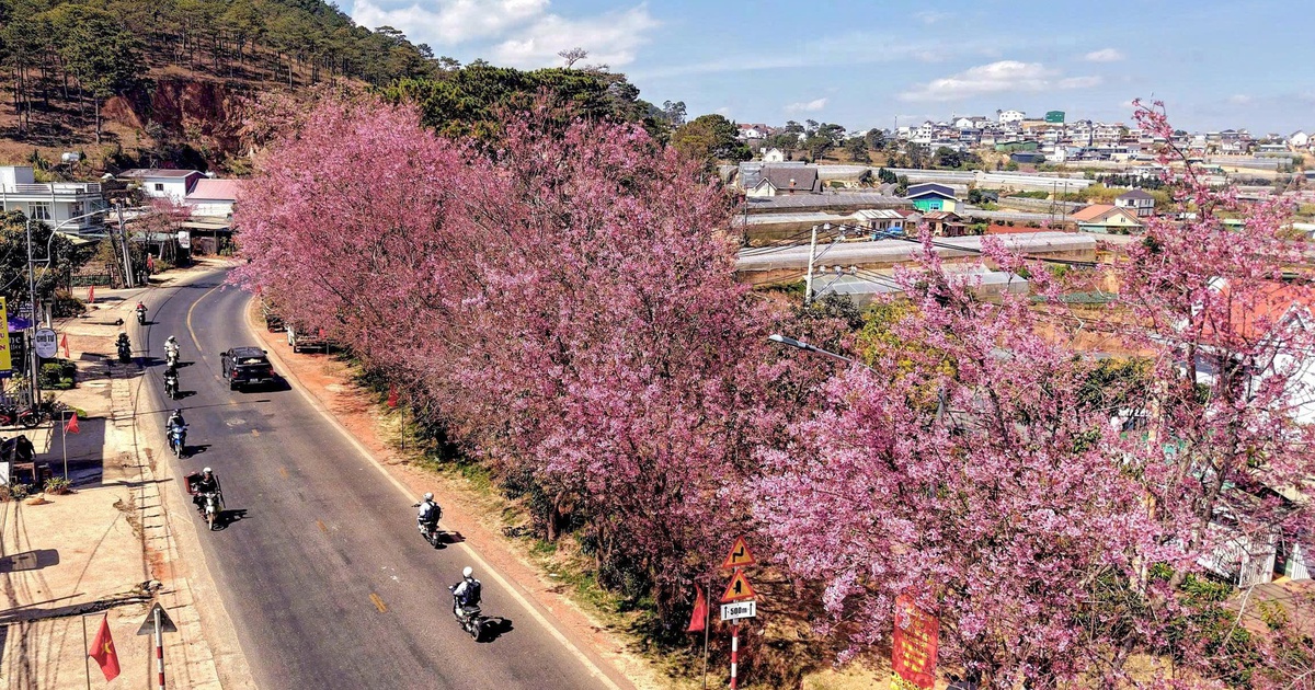 Mai anh đào nở rộ, 'nhuộm hồng' Đà Lạt trước Tết Bính Ngọ