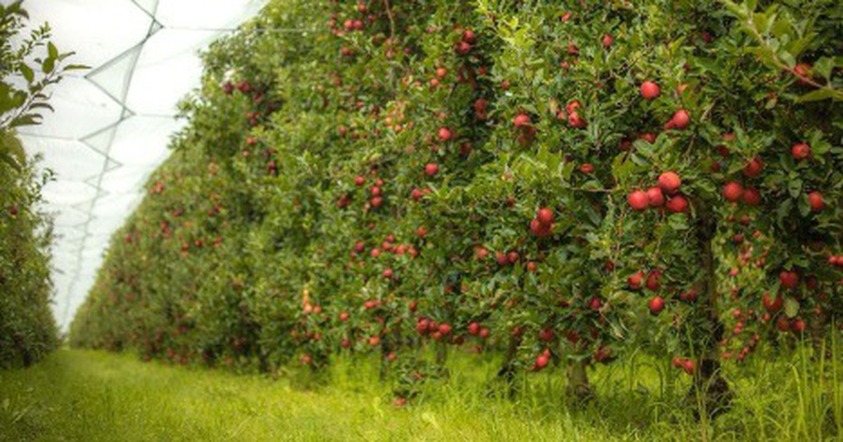 Hành trình 10.000 km của táo Pháp: Từ vườn châu Âu đến bàn ăn gia đình Việt