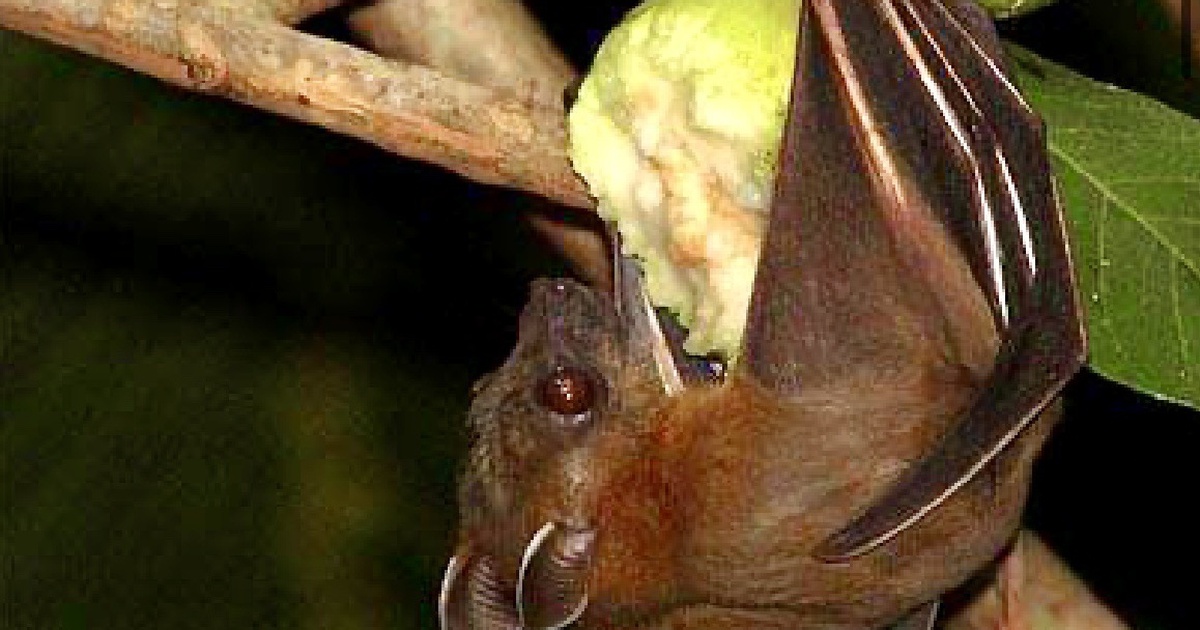 Bộ Y tế khuyến cáo không ăn trái cây bị động vật cắn đề phòng virus Nipah