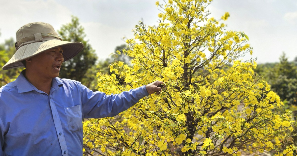 Làng mai Bình Lợi: Bí quyết xuống lá mai vàng giúp hoa nở đều dịp tết