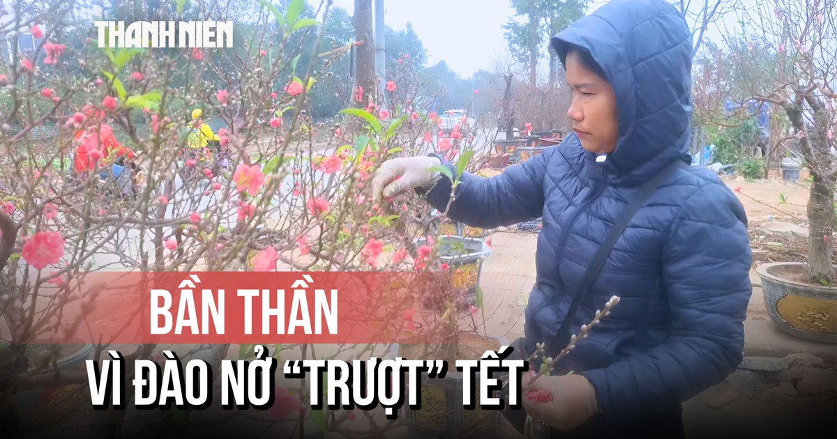 Nhà vườn bần thần, đứng ngồi không yên vì đào nở 'trượt' tết