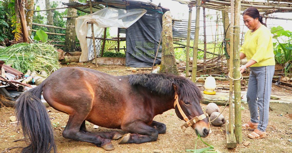 Chuyện con ngựa thồ tên Hồng trên cao nguyên Vân Hòa