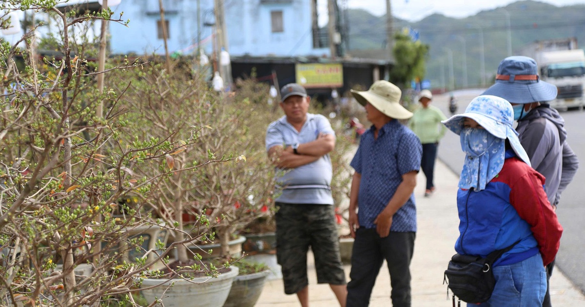 Mai vàng An Nhơn ở Gia Lai tiến ra quốc lộ 1 mong mùa tết bội thu