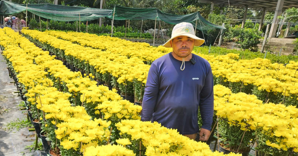 Sau cúc mâm xôi, cúc Hà Lan cũng nở sớm: Nông dân nhờ giải cứu hoa tết