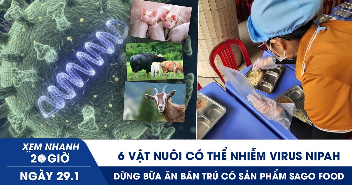Xem nhanh 20h ngày 29.1: 6 vật nuôi có thể nhiễm virus Nipah | Dừng bữa ăn bán trú có sản phẩm Sago