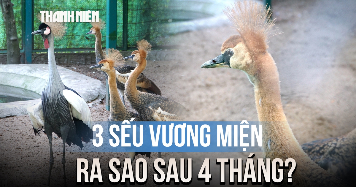Sau 4 tháng, 3 sếu vương miện đầu tiên sinh ra ở Thảo Cầm Viên lớn nhanh bất ngờ