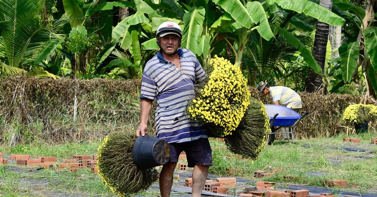 Hoa tết nở sớm, những chậu cúc mâm xôi không kịp theo chân người mua