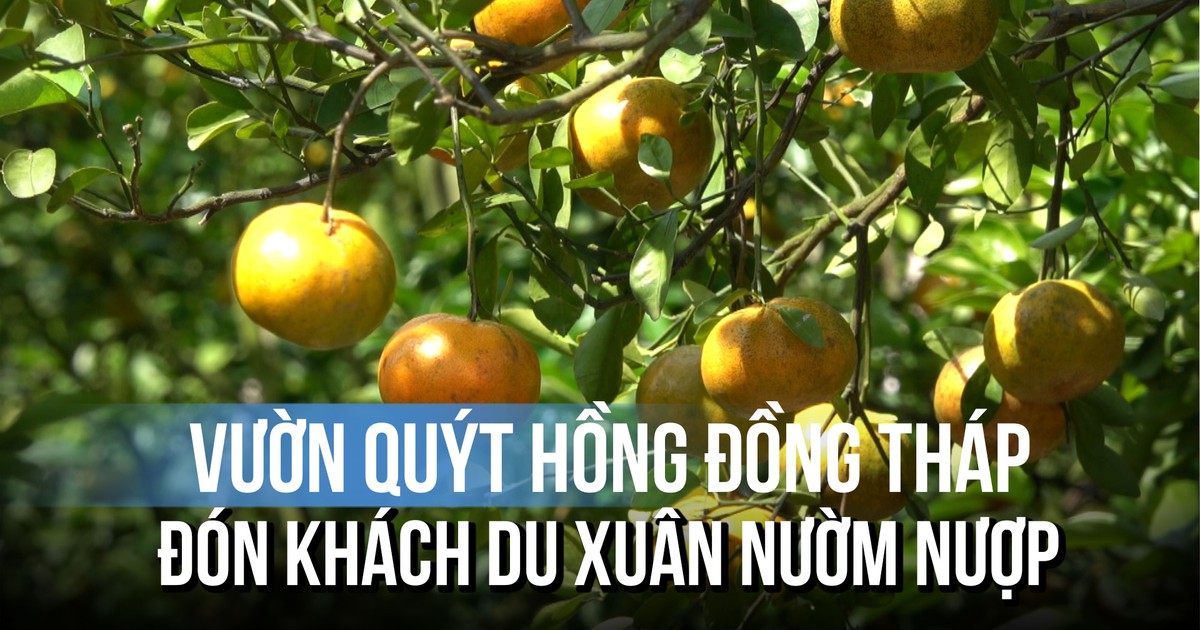 Vườn quýt hồng Đồng Tháp tuyệt đẹp đón khách du xuân sớm