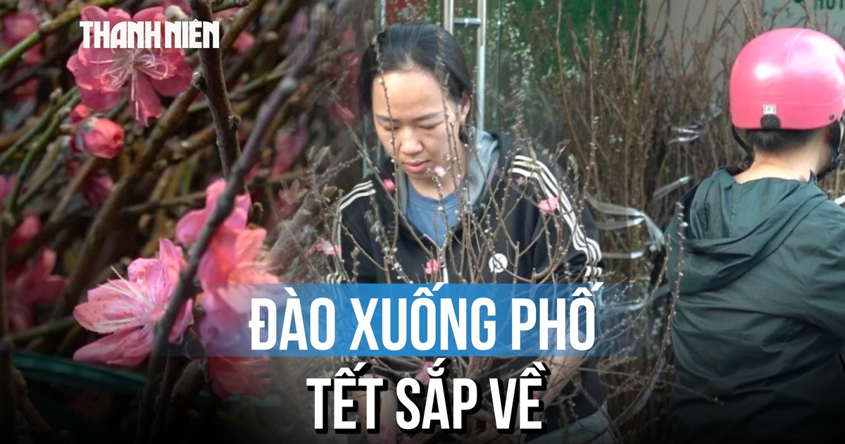 Người dân TP.HCM sắm đào sớm đón tết