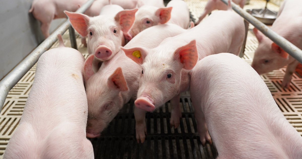 BAF Việt Nam: Cơ hội 'lội ngược dòng' sau chu kỳ biến động  của ngành chăn nuôi