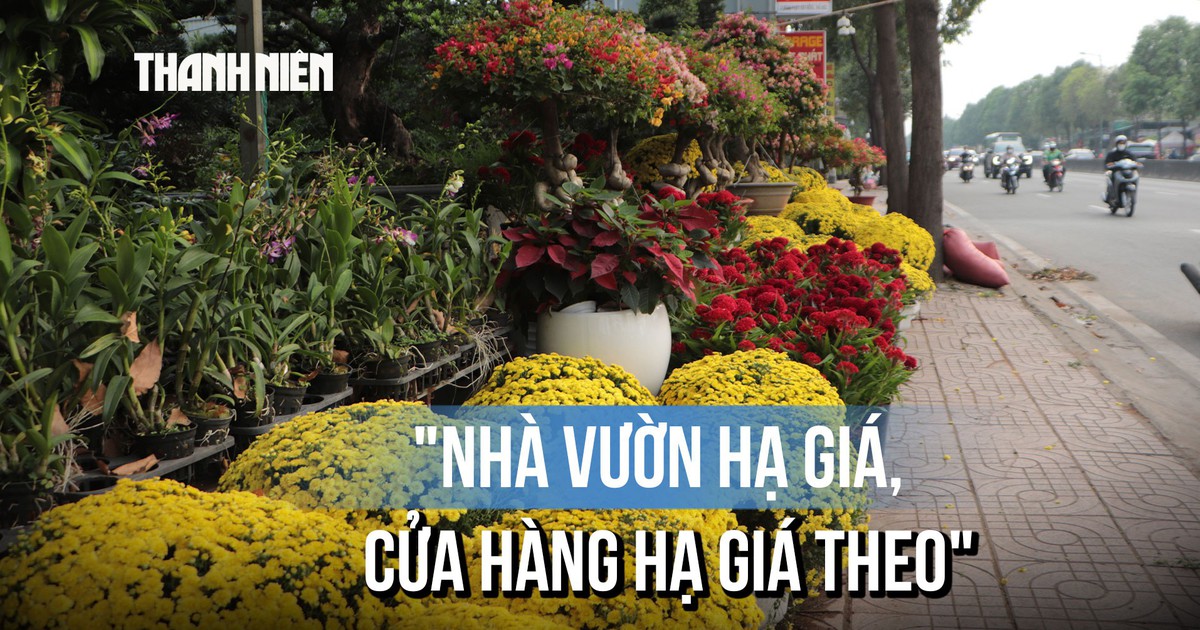 Hoa Tết về sớm trên đường Phạm Văn Đồng, tiểu thương đẩy mạnh bán cúc mâm xôi