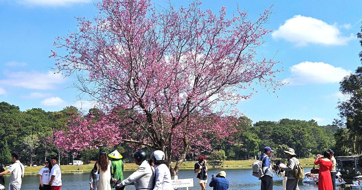 'Âm vang sắc hồng trên phố núi' Đà Lạt cuốn hút du khách