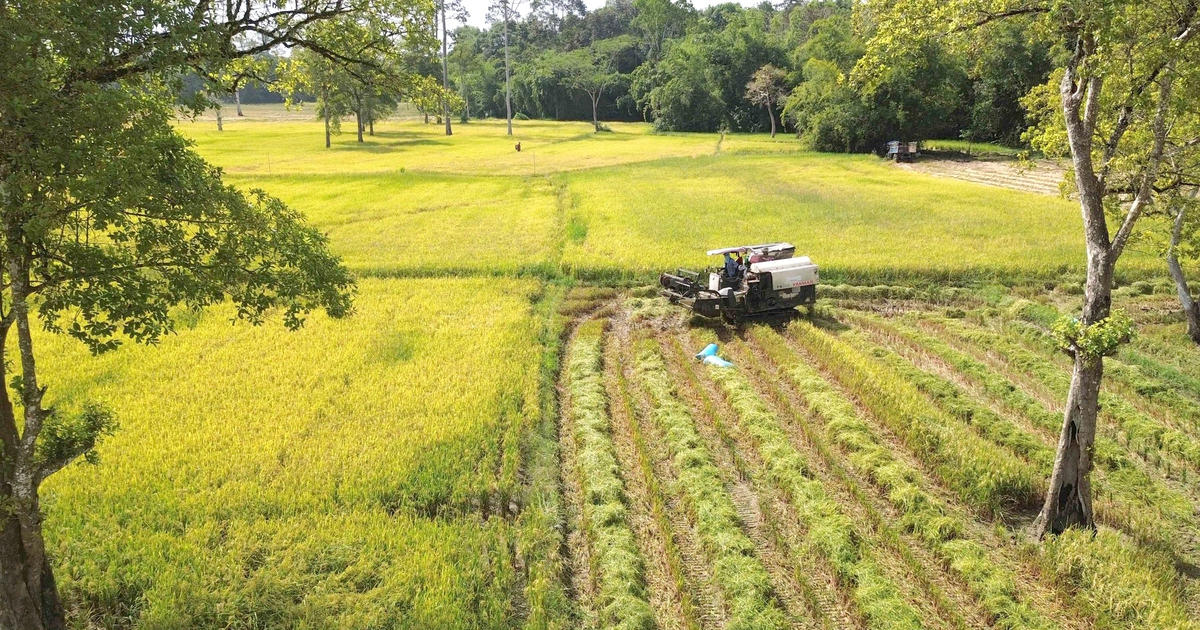 'Cánh đồng châu Âu' ở Tà Lài