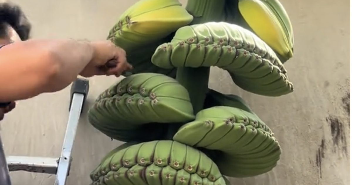 Thu hoạch buồng chuối gây 'sốt', hình dáng đặc biệt, dân mạng thấy giống 'bàn tay Phật'