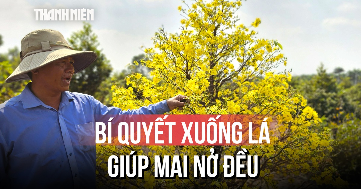 Nông dân làng mai vàng Bình Lợi vào vụ xuống lá, chuẩn bị mai Tết 2026