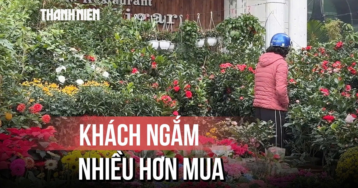 Hà Nội: Chợ Bưởi cận tết ‘kém nhiệt’, khách ngắm hoa nhiều hơn mua