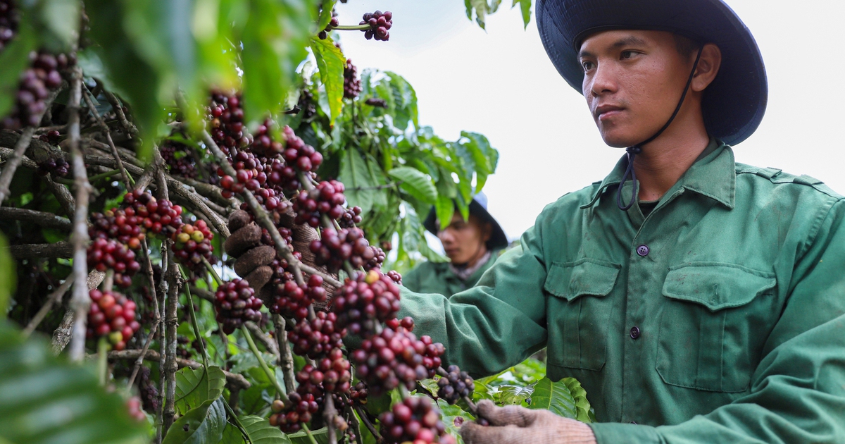 Giá cà phê lấy lại mốc quan trọng, nông dân yên tâm đón tết