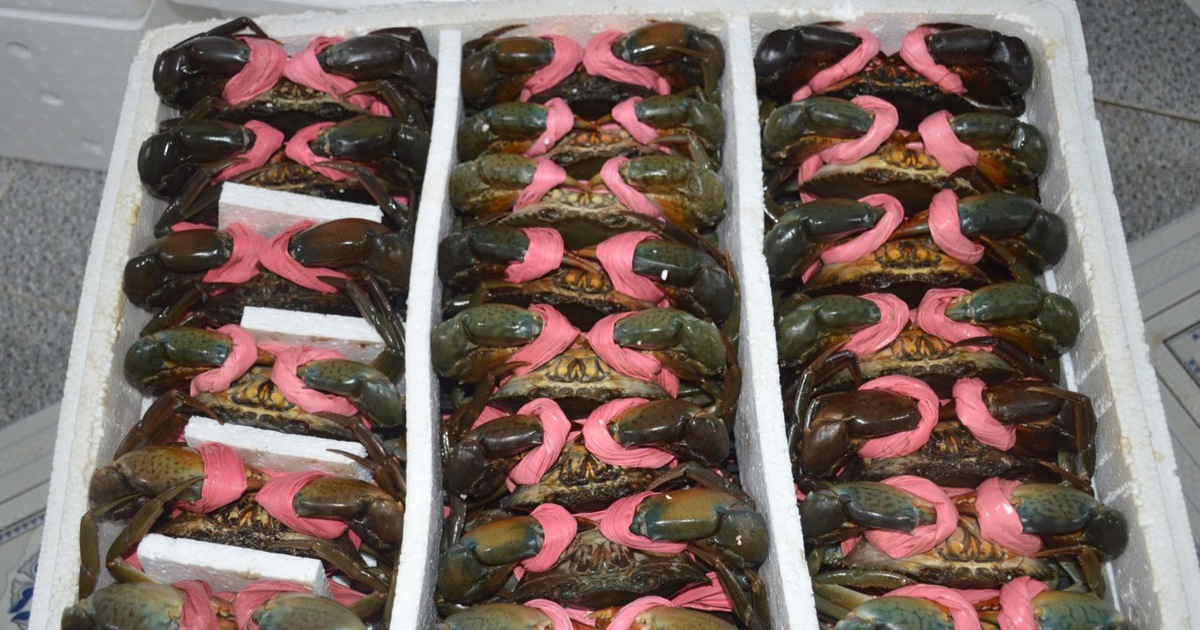 Cua Cà Mau tăng giá 'sốc', có loại 900.000 đồng/kg