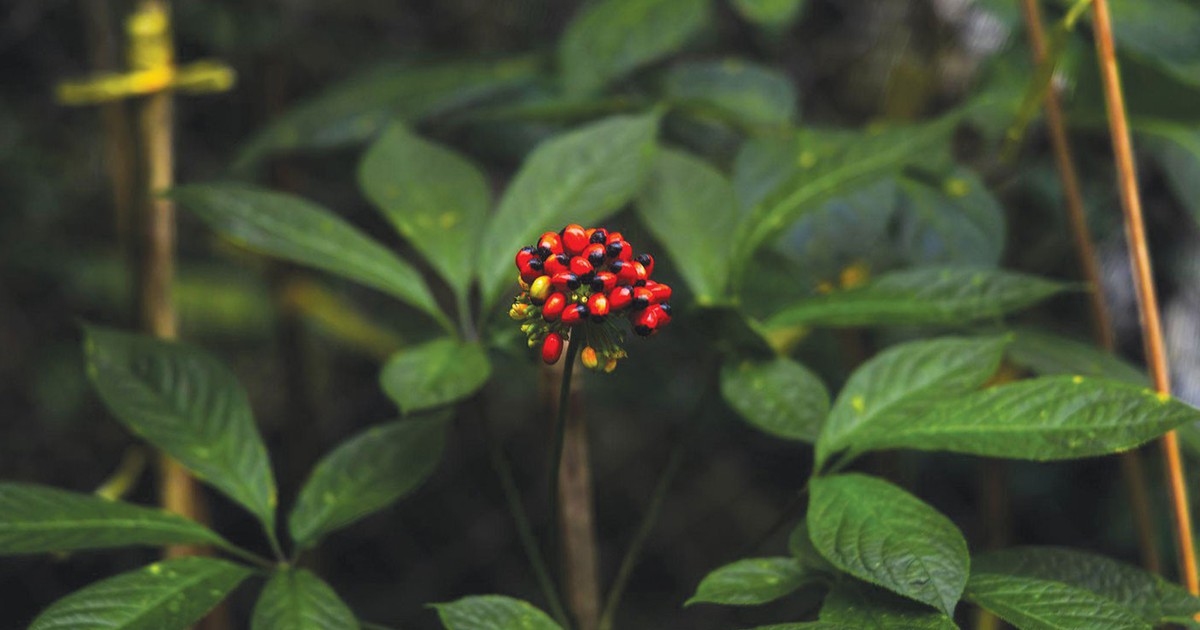 Sâm Ngọc Linh: Khi tinh hoa dược liệu Việt đồng hành cùng nhịp sống hiện đại