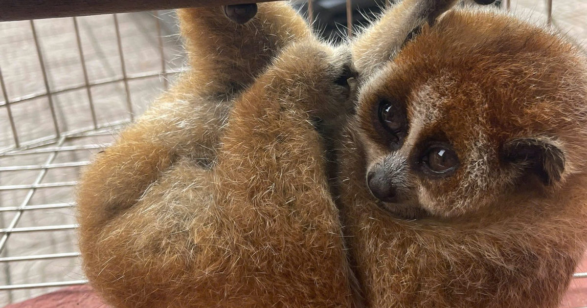 Cu li nhỏ quý hiếm trong Sách đỏ bất ngờ xuất hiện ở vườn keo của người dân