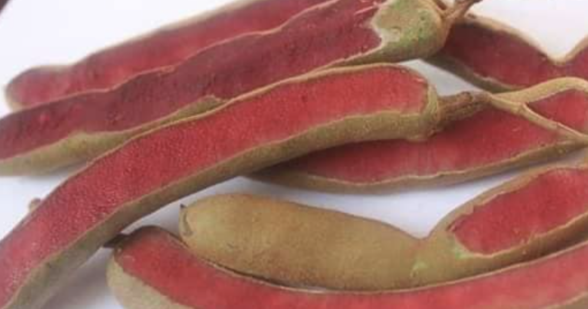 Độc lạ me ruột đỏ, d&acirc;n mạng nhầm tưởng do AI tạo ra: C&oacute; kh&aacute;c me thường?