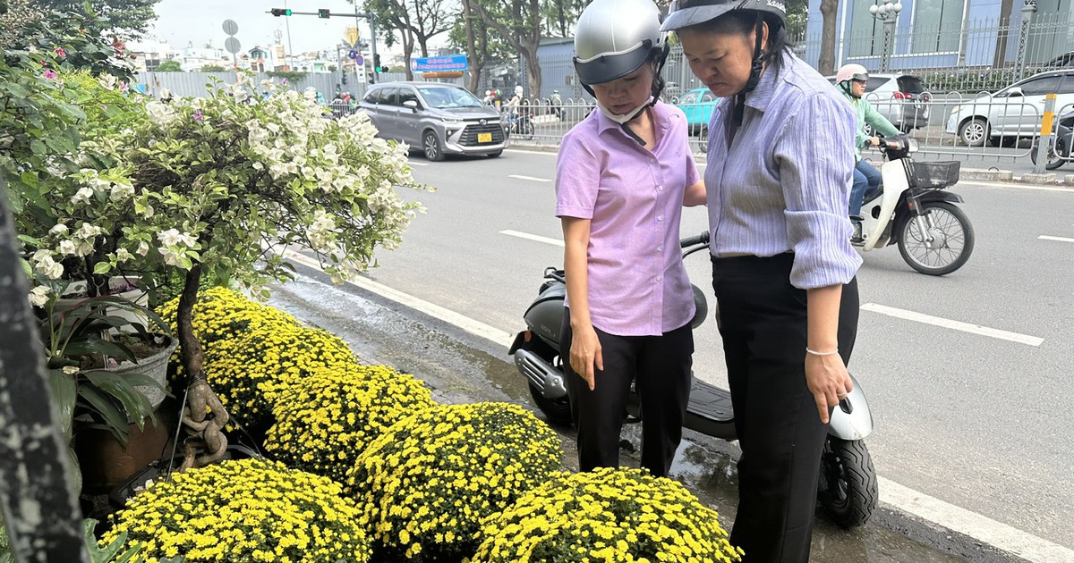 Hoa tết tấp nập xuống phố, giá không tăng