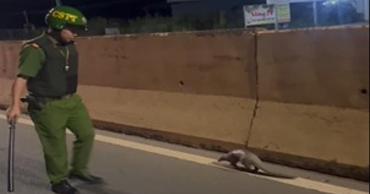 Đồng Nai: C&ocirc;ng an tuần tra, ph&aacute;t hiện động vật qu&yacute; hiếm đang b&ograve; tr&ecirc;n quốc lộ 13