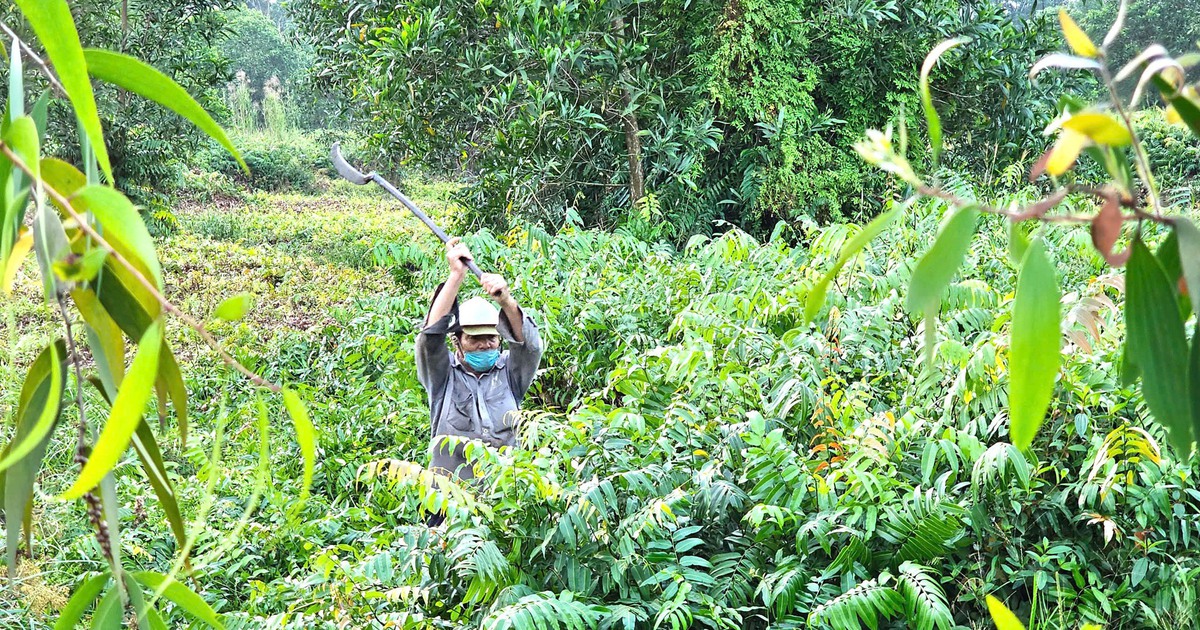 'Lóc cóc leng keng qua ngày': Kiếp mưu sinh với rau đọt choại giữa rừng sậy ở TP.HCM