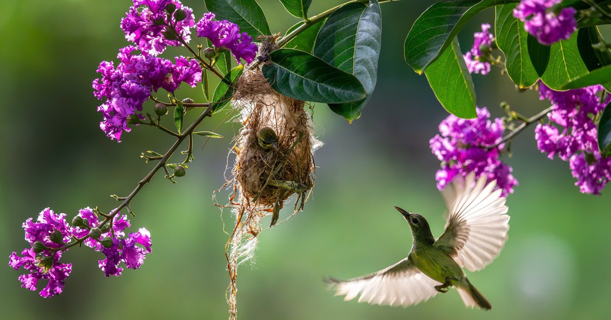Khoảnh khắc hiếm: Chim hút mật mớm mồi cho con non trong chùa ở Đồng Tháp