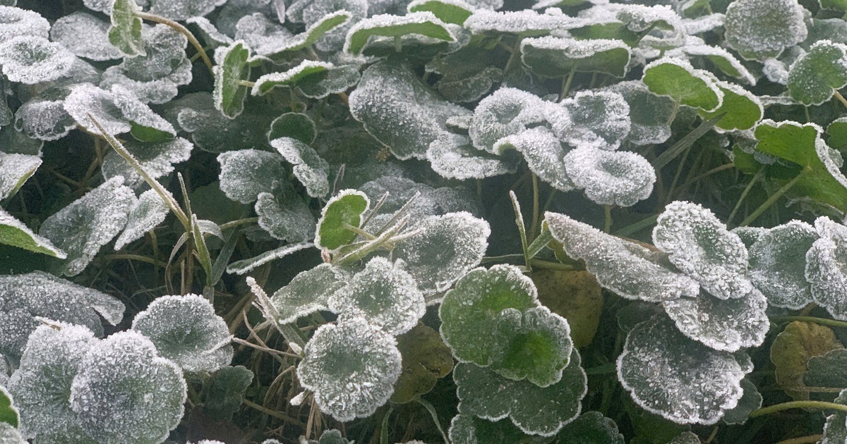 Nhiệt độ xuống dưới 0 độ C, băng giá xuất hiện ở miền núi Nghệ An