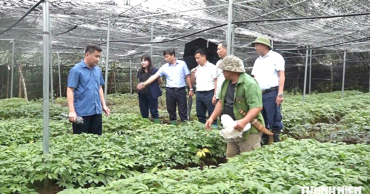 Định danh giá trị sâm Việt: Sâm "dỏm" hay cái tên bị đánh tráo?