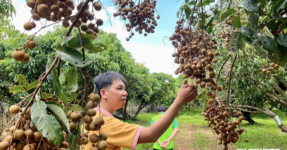 Thêm sức sống cho nông sản và làng quê Việt