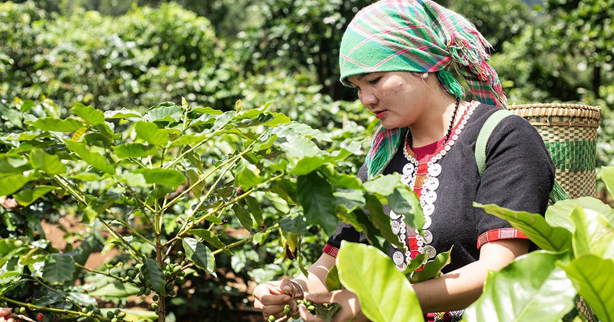 Hạt cà phê có "căn cước", mang hương vị hòa bình