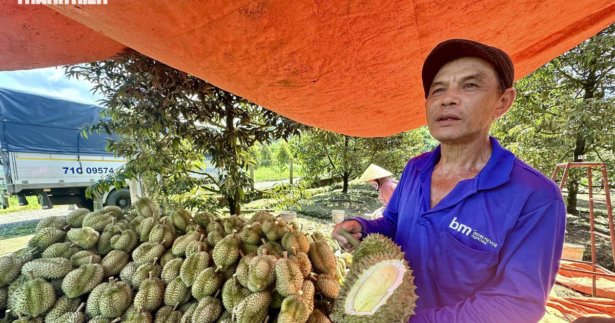 Tăng mạnh trở lại, giá sầu riêng lên gần 100.000 đồng/kg