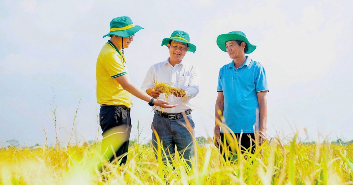 Phân bón Cà Mau viết tiếp câu chuyện phát triển