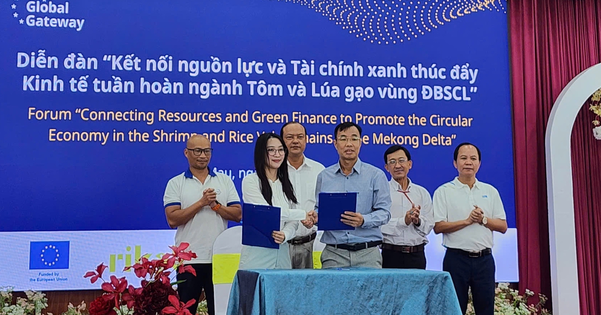 Cà Mau gỡ 'nút thắt' vốn xanh thúc đẩy kinh tế tuần hoàn tôm, lúa gạo
