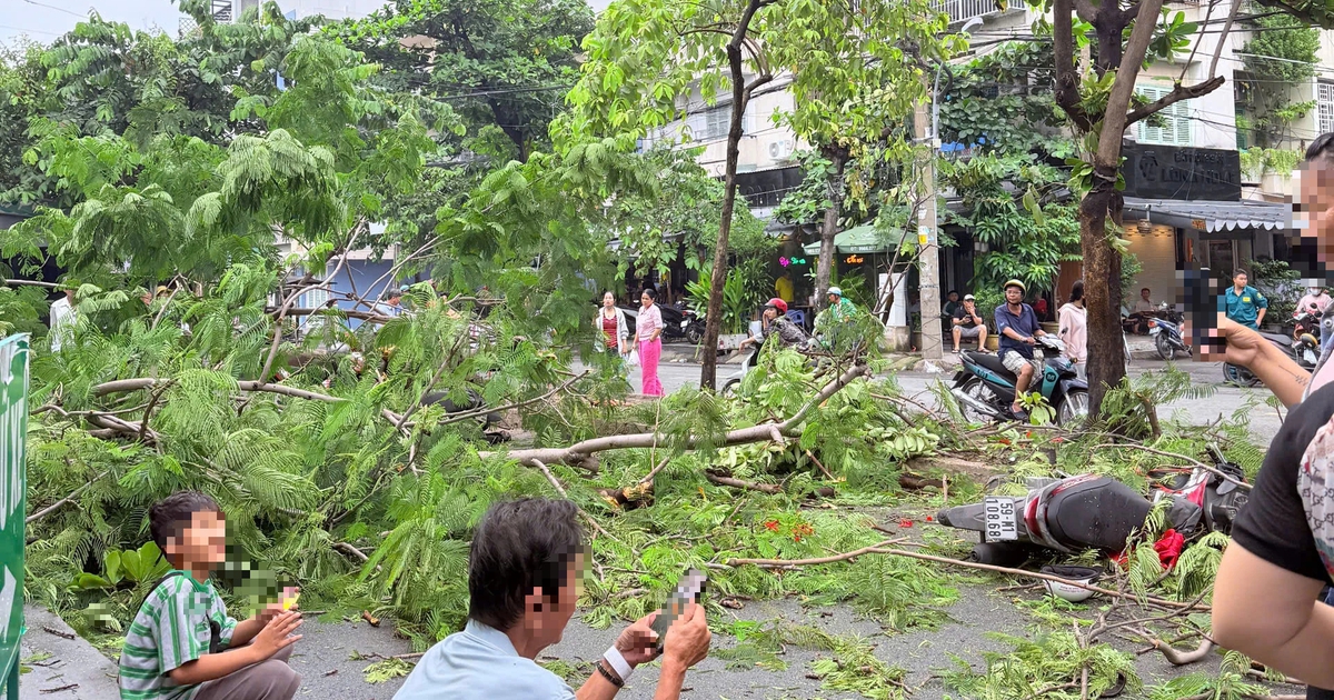 Cây phượng bật gốc ở TP.HCM, đè tử vong người đàn ông đứng chờ thân nhân