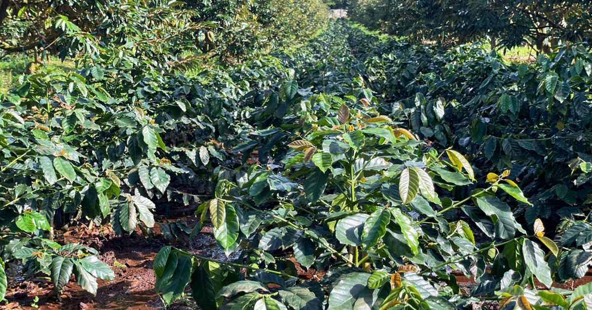 Hoàng Anh Gia Lai thành lập Ủy ban Phát triển Bền vững ESG thuộc Hội đồng quản trị