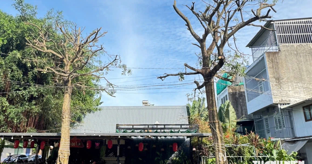 Tỉa hoa, cưa cành cây hoa sữa gây mùi hương khó chịu ở TP.HCM