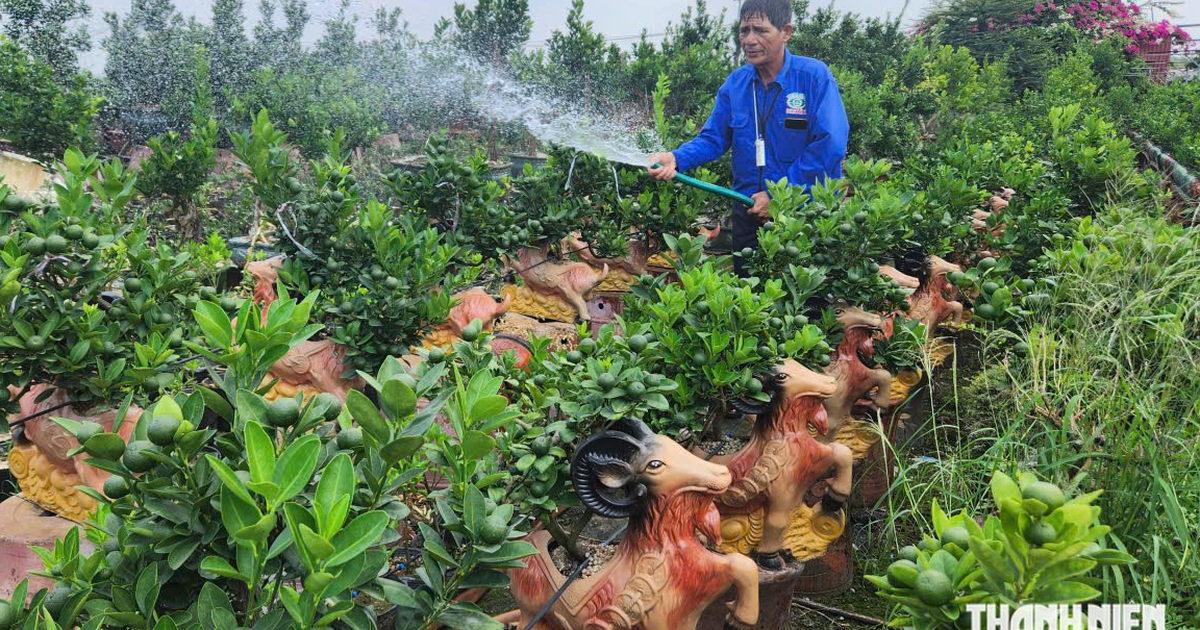 Quất tết độc, lạ "cháy hàng" sớm
