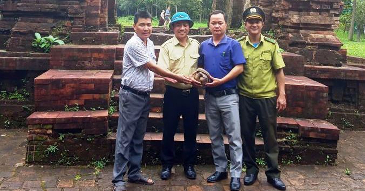 R&ugrave;a đất qu&yacute; hiếm nặng 4 kg trở về rừng di sản Mỹ Sơn