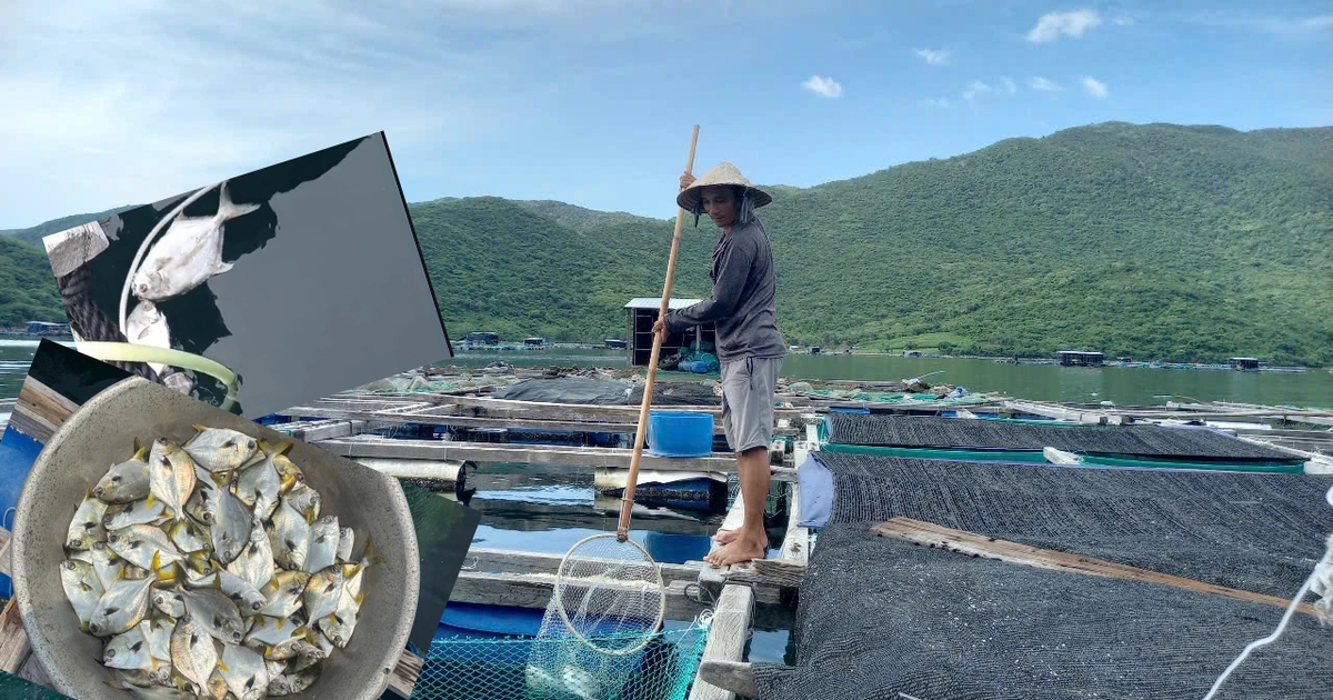 C&aacute; chim v&acirc;y v&agrave;ng chết h&agrave;ng loạt ở vịnh V&acirc;n Phong