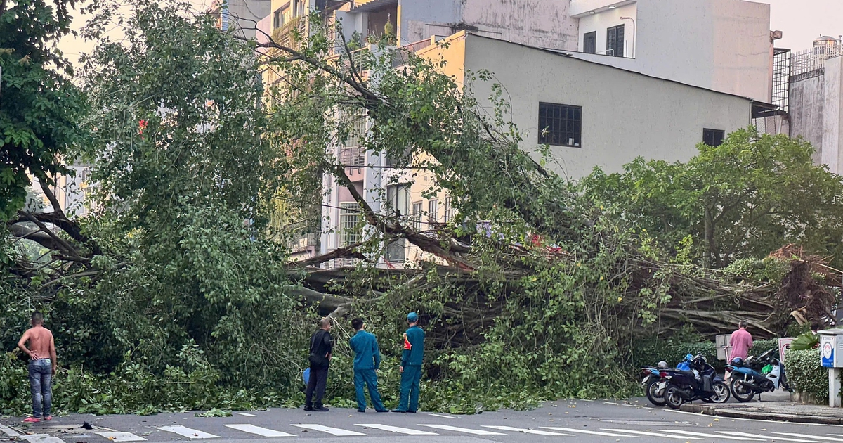 Cây bật gốc chắn ngang đường Đinh Tiên Hoàng ở TP.HCM, giao thông ùn tắc nghiêm trọng