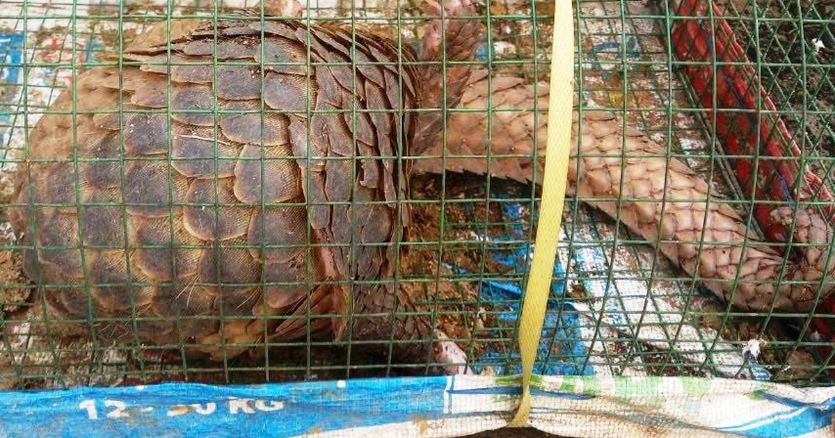 Ra đồng đặt lồng bắt cua, bất ngờ thấy tê tê quý hiếm chui vào