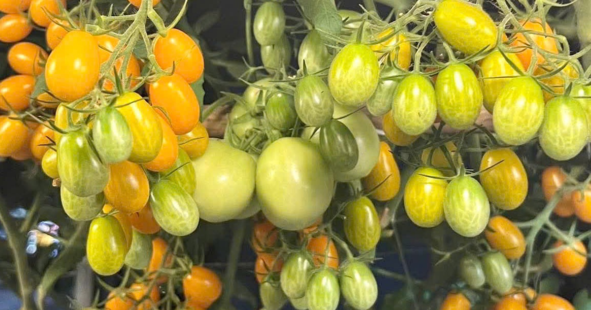 Thanh niên Cà Mau biến sân thượng thành khu vườn và giàn cà chua 'hái mỏi tay'