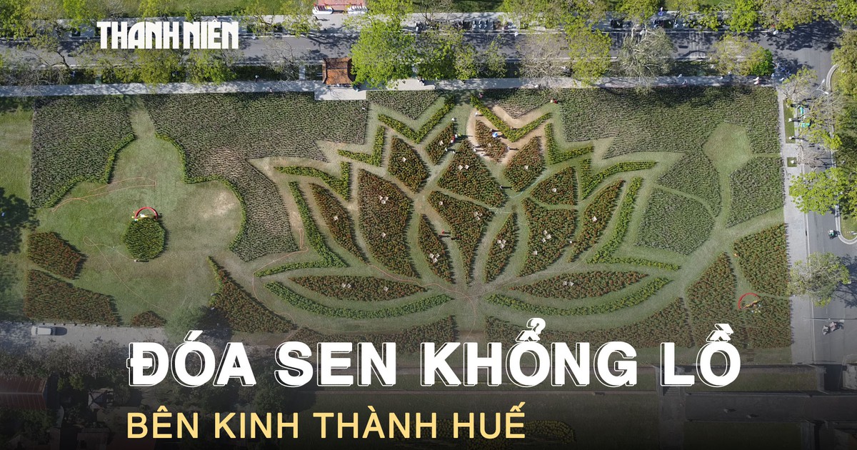 Chiêm ngưỡng đóa sen khổng lồ từ 50.000 chậu hoa rực rỡ bên kinh thành Huế
