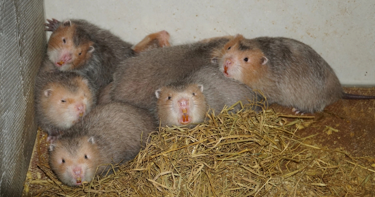 Thành công từ nuôi con dúi má đào, bán 12 triệu đồng/cặp