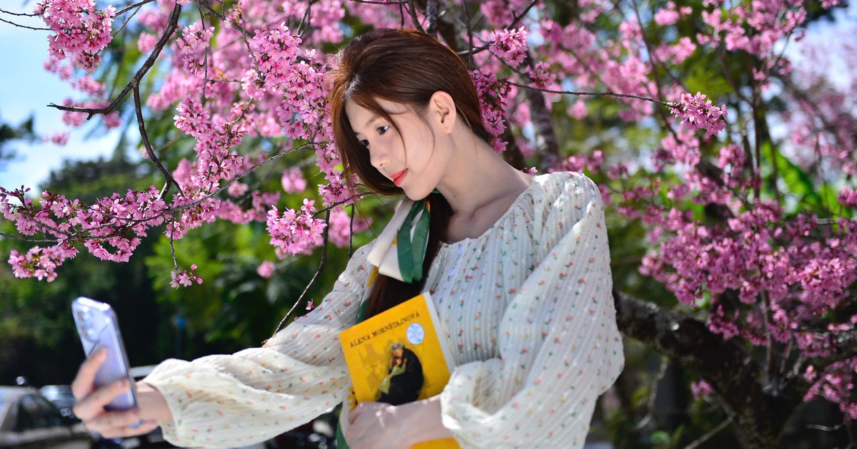 Mùa hoa mai anh đào Đà Lạt xuân 2026 đẹp chưa từng có